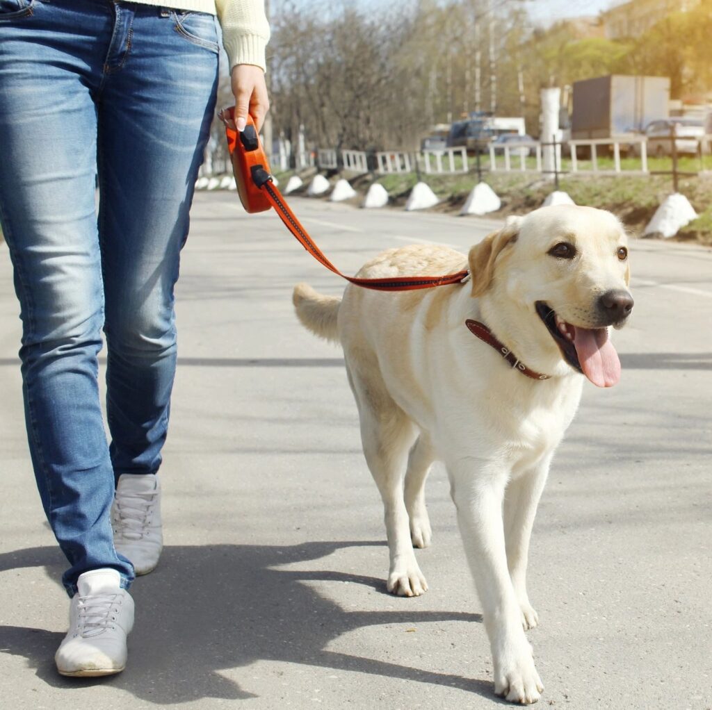 Person walking a happy Labrador on a sunny day.