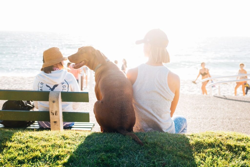 A person and a dog sitting side by side at the beach during sunset.